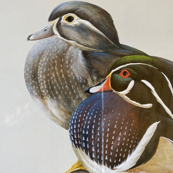 Art La May 3x framed prints with glass: Water Pair, Green Winged, Canvas Back. - Picture 11 of 16